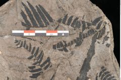 Foto (Detailansicht) von Gleichinites austriacus Ettingshausen (NHMW-GEO-2024-0188-10528)